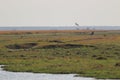 Crocodile relaxing on island on chobe river in Botswana.