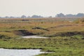 Crocodile relaxing on island on chobe river in Botswana.