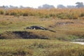 Crocodile relaxing on island on chobe river in Botswana.