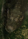 Crocodile reptile animal with textured skin