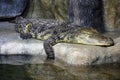 Crocodile reptile resting near the river in nature