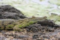 Crocodile Royalty Free Stock Photo