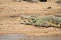 Crocodile Royalty Free Stock Photo