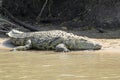 Crocodile resting along a river Royalty Free Stock Photo