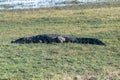 Crocodile resting on the banks of the Chobe river Royalty Free Stock Photo