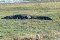 Crocodile resting on the banks of the Chobe river Royalty Free Stock Photo