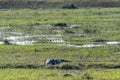 Crocodile resting on the banks of the Chobe river Royalty Free Stock Photo