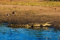 Crocodile resting and cooling riverfront Chobe Botswana Africa Royalty Free Stock Photo