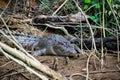 Crocodile resting in mud in daintree rainforest