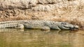 Crocodile resting on the riverbank