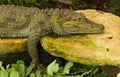 Crocodile resting on rock