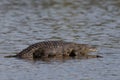 Crocodile resting on a rock