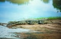 Crocodile resting on the shore Royalty Free Stock Photo