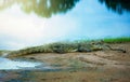 Crocodile resting on the shore Royalty Free Stock Photo