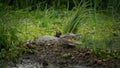 Crocodile resting and smiling with green background