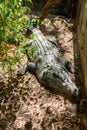 Crocodile resting on the sunny spot, Cairns, Queensland, Australia