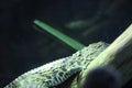 A crocodile resting on the trunk