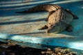 Crocodile resting under the sun