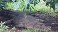 Crocodile Resting Under a Tree in Natural Habitat Royalty Free Stock Photo