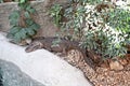 Crocodile resting on a stone in a zoo in Europe