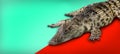 Crocodile retile animal on isolated background Royalty Free Stock Photo