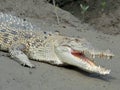 Crocodile on the river bank