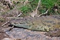 Crocodile is on the river bank Royalty Free Stock Photo