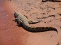 Crocodile on river bank Royalty Free Stock Photo