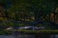 Crocodile in the river bank, Khwai, Moremi in Botswna. Nile crocodile, Crocodylus niloticus, with open muzzle, in the river bank, Royalty Free Stock Photo