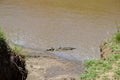 Crocodile on the river bank, Masai Mara, Kenya, Africa Royalty Free Stock Photo