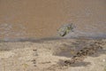 Crocodile on the river bank, Masai Mara, Kenya, Africa Royalty Free Stock Photo