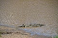 Crocodile on the river bank, Masai Mara, Kenya Royalty Free Stock Photo