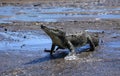 Crocodile river tour on the Tarcoles River