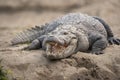 Crocodile on the Riverbank Royalty Free Stock Photo
