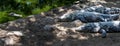 A crocodile in a rocky water bank Royalty Free Stock Photo