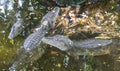 A crocodile in a rocky water bank Royalty Free Stock Photo