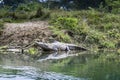 Crocodile in Royal Chitwan National Park in Nepal Royalty Free Stock Photo