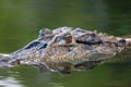 Crocodile`s head lat. Crocodilia in river water large with a bright eye and clear lines of the animal`s skin on a bright sunny d