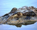 Crocodile`s head lat. Crocodilia in river water large with a bright eye and clear lines of the animal`s skin on a bright sunny d