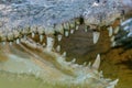 Crocodile\'s jaws with sharp teeth of a crocodile in the pond at the crocodile farm Royalty Free Stock Photo