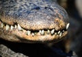 Crocodile's teeth