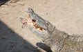 Crocodile saltwater feeding Thailand.