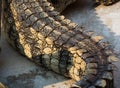Crocodile saltwater skin. hi-res Royalty Free Stock Photo
