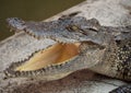 Crocodile saltwater Thailand. hi-res