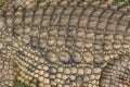 Crocodile scale detail