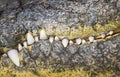 Crocodile scary row of teeth Royalty Free Stock Photo