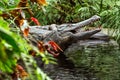 Crocodile sculpture in water