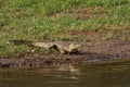 Crocodile in Senegal Royalty Free Stock Photo