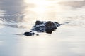 Crocodile in Shallows Royalty Free Stock Photo