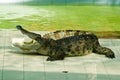 Crocodile show in action 2 Royalty Free Stock Photo